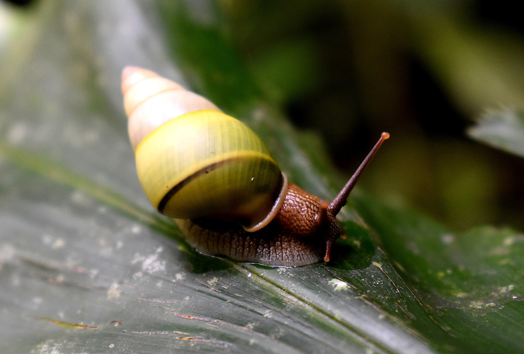 Amphidromus quadrasi