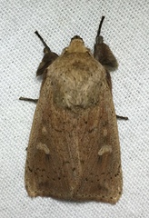 Leucania pseudargyria