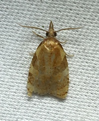 Cenopis diluticostana