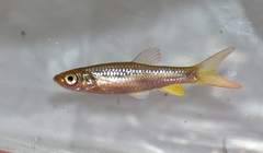 Rasbora dandia
