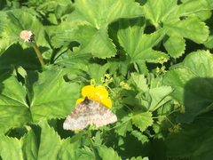 Rheumaptera hastata thulearia