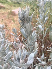 Artemisia cana