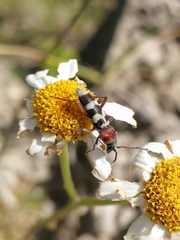 Chlorophorus trifasciatus