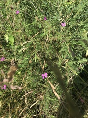 Dianthus deltoides deltoides
