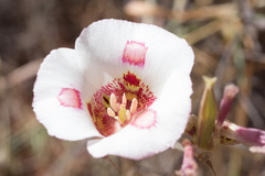 Calochortus venustus