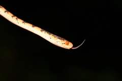 Pareas formosensis