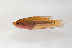 Pseudosphromenus dayi