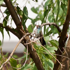 Cynanthus latirostris