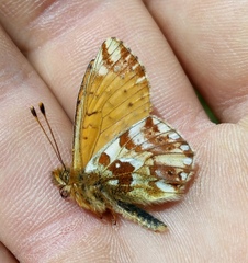 Boloria napaea