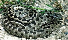 Hemorrhois ravergieri