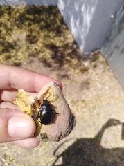 Euboeus ebeninus