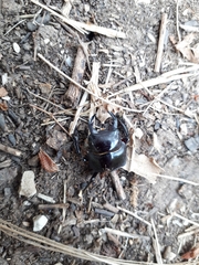 Lucanus barbarossa