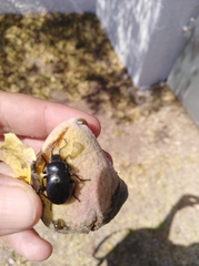 Euboeus ebeninus