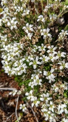 Cherleria