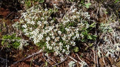 Cherleria