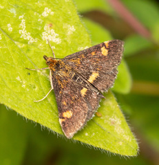 Pyrausta aurata