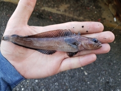 Ulvaria subbifurcata