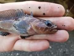 Ulvaria subbifurcata