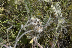 Astragalus dasyanthus