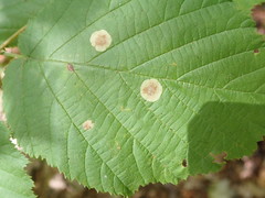 Cameraria corylisella