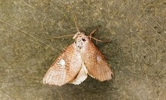 Pterogonia