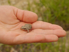 Pseudacris streckeri