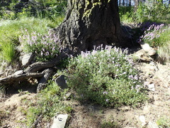 Penstemon fruticosus