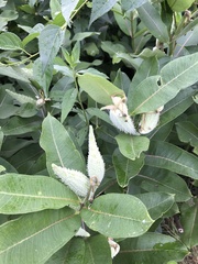 Asclepias syriaca