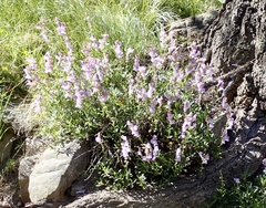Penstemon fruticosus
