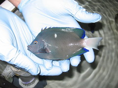 Clipperton Angelfish photo 2