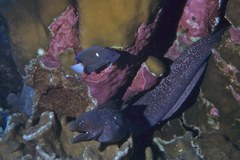Clipperton Angelfish photo 3