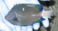 Clipperton Angelfish photo 4