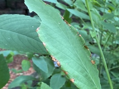 Impatiens pallida