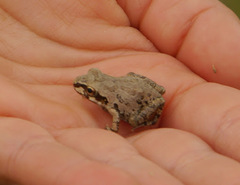 Pseudacris streckeri