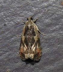 Olethreutes nigranum