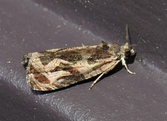 Olethreutes nigranum