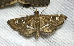 Diathrausta harlequinalis