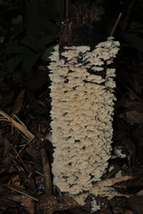 Trametes membranacea