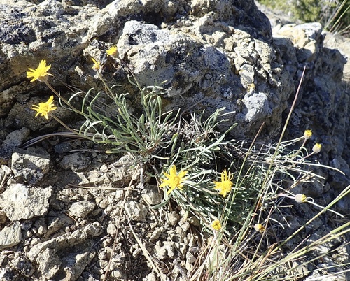 desert yellow fleabane (Erigeron linearis)