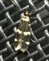 Oegoconia deauratella