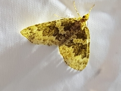 Electrophaes corylata