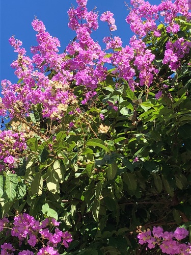 Lagerstroemia speciosa