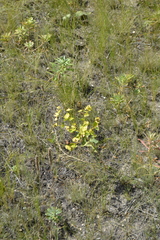 Euphorbia stepposa