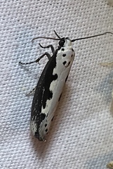 Ethmia bipunctella