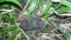 Ingerophrynus celebensis