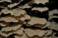 Trametes membranacea