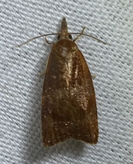 Cenopis diluticostana