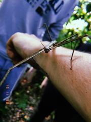 Cladoxerus