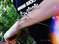 Cladoxerus