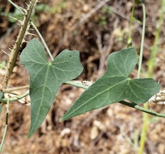 Calystegia purpurata